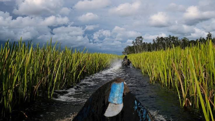 Perahu Tradisional Menyusuri Rawa